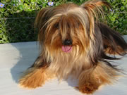 Bella Yorkie Yorkshire Terrier