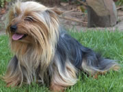 Chilli the Yorkie Terrier Stud