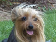 Chilli the Yorkie Terrier Stud