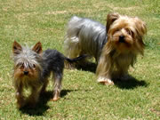 Daisy and Honey - Pedigree Yorkie Terriers