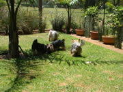 Fun and games at DEOWLA Kennel