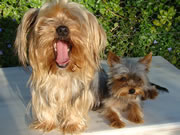 Honey and Daisy - Yorkies