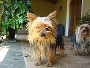 Maddie and Chilli the Yorkie Terrier Stud