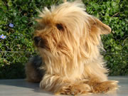 Meisie - A Yorkie Terrier