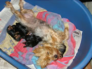 Tinkie with litter of 6 Yorkie Puppies