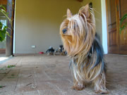 Twinny - A pedigree Yorkshire Terrier