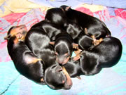 Yorkshire Terrier Puppies