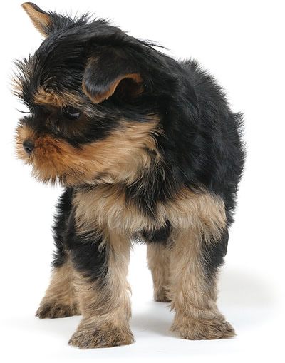 Yorkie Puppy